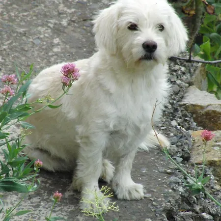 Séjour à la campagne - Laendliches Haus, Pepita La De Flores Tejeda (Gran Canaria)
